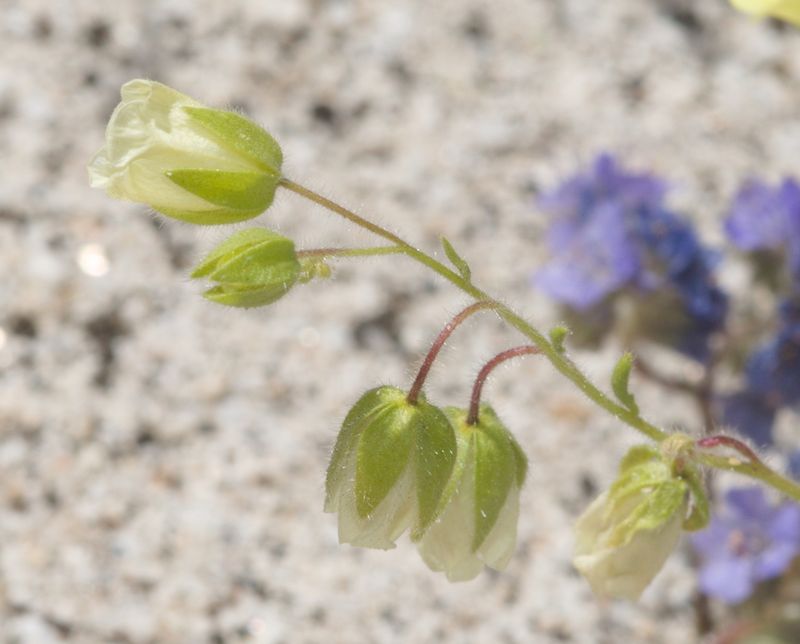 Some Seeds Wait Years To Sprout