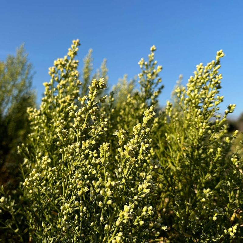 Coyote Brush