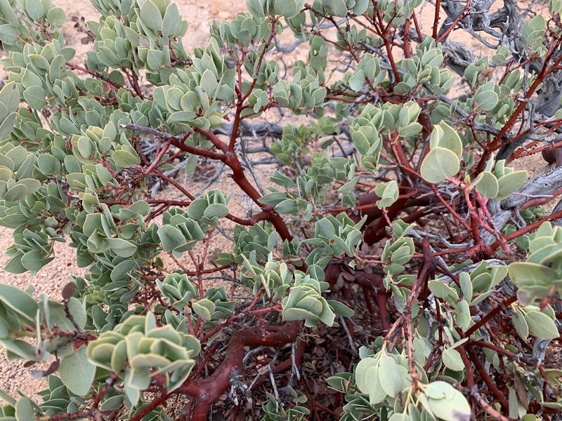 Manzanita Adds Structure And Year Round Interest