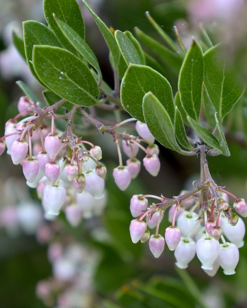 Manzanita With Its Striking Sculptural Branches