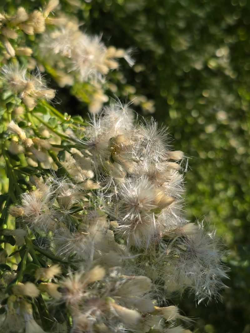 Dwarf Coyote Bush Creating A Tough Groundcover
