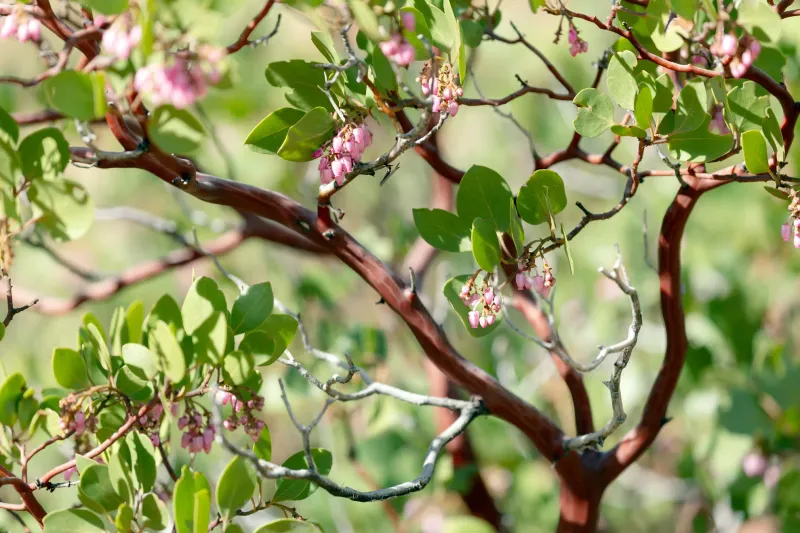 Manzanita Looks Fuller As New Leaves Appear