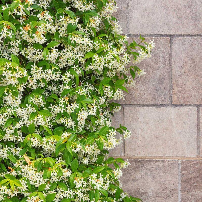 Star Jasmine Covers Spaces With Glossy Greenery