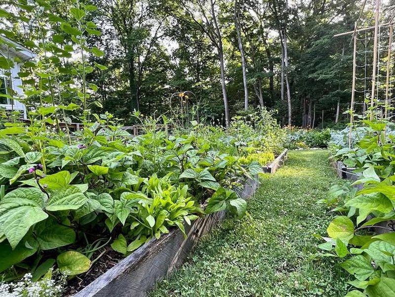 Beans For Fast Warm-Weather Harvests