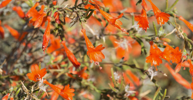 California Native Plants That Handle Neglect Better Than Most