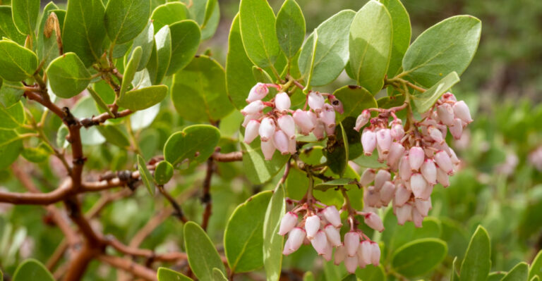 California Native Shrubs That Thrive In Front Yards When Planted In Spring