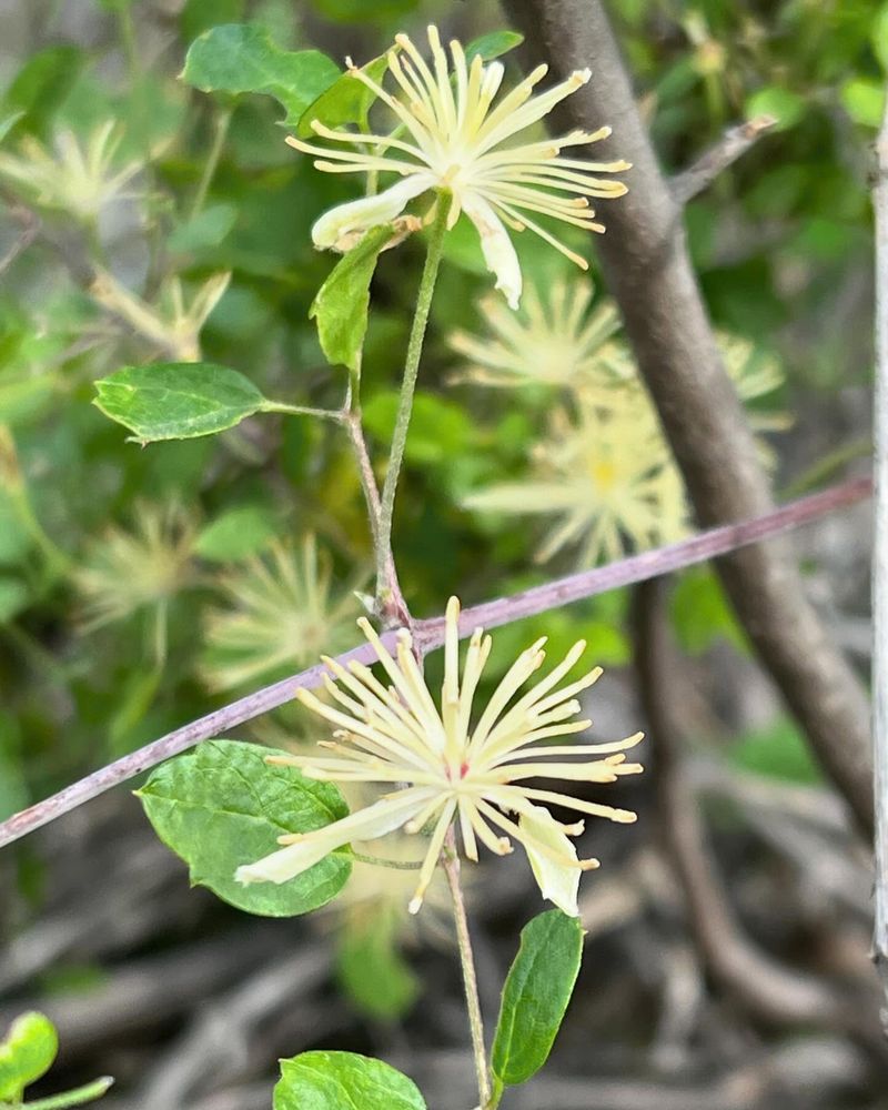 Chaparral Clematis