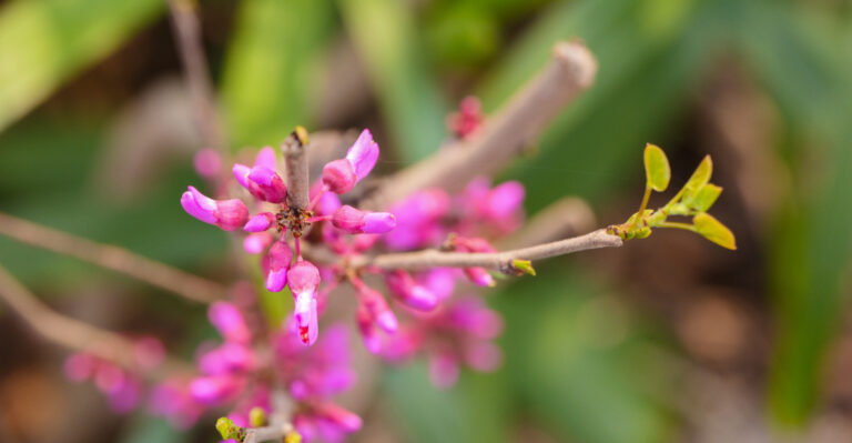 California Plants That Settle In Better When Planted Before May Ends