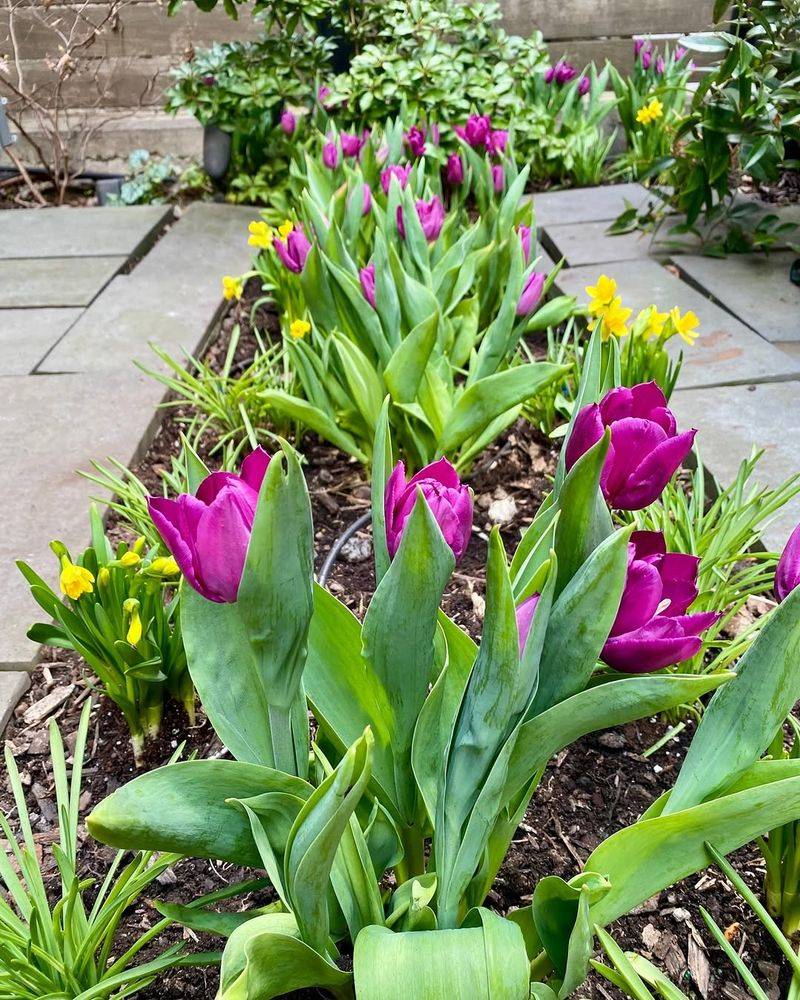 Spring Bulbs