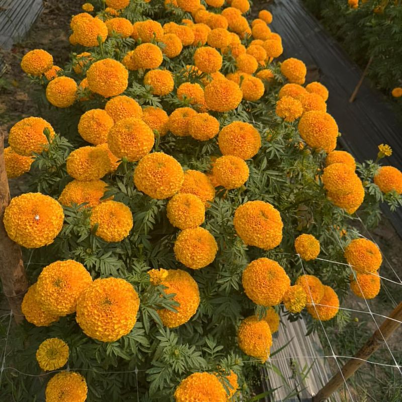 Marigolds
