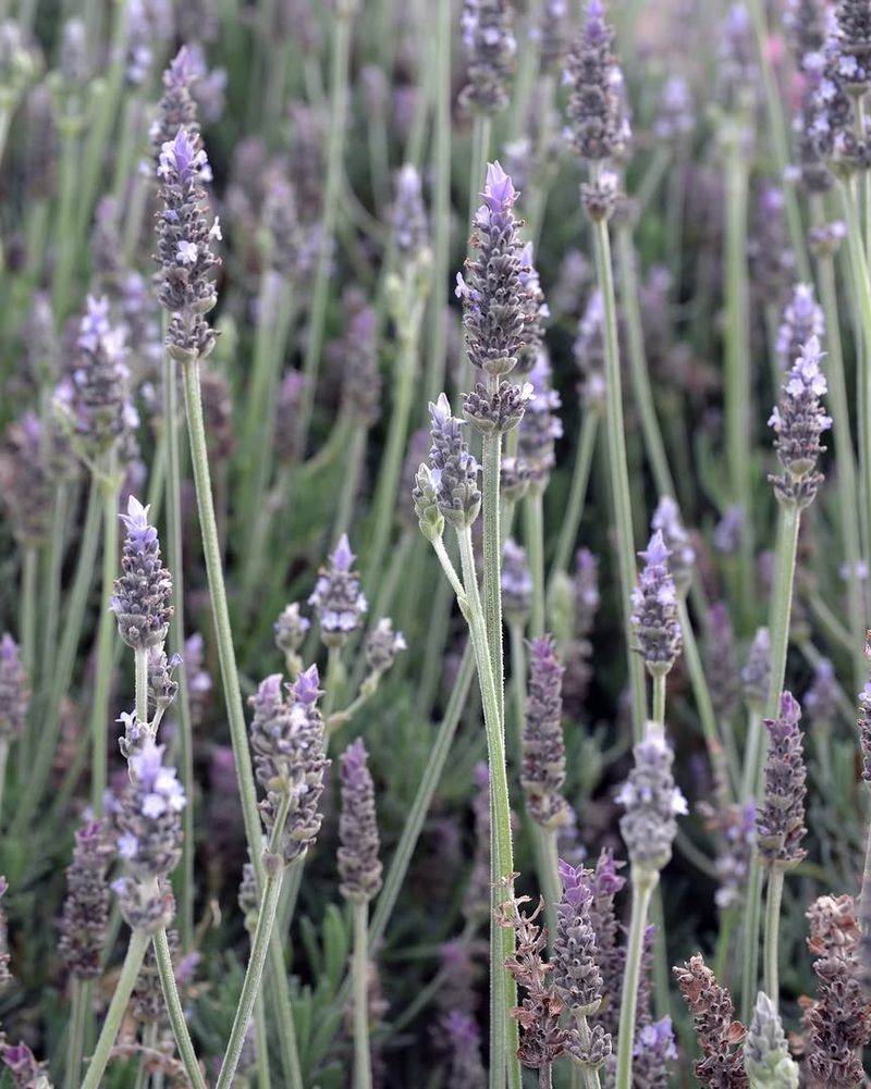 Lavender Filling The Garden With Fragrance