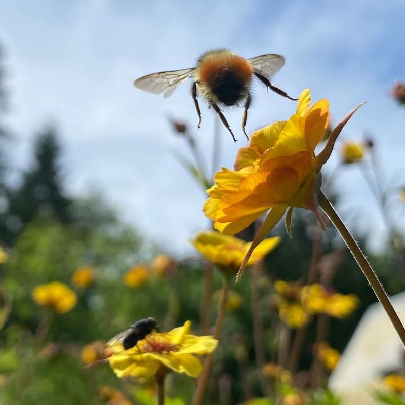 Oregon Sunshine Adds Yellow Flowers Pollinators Love