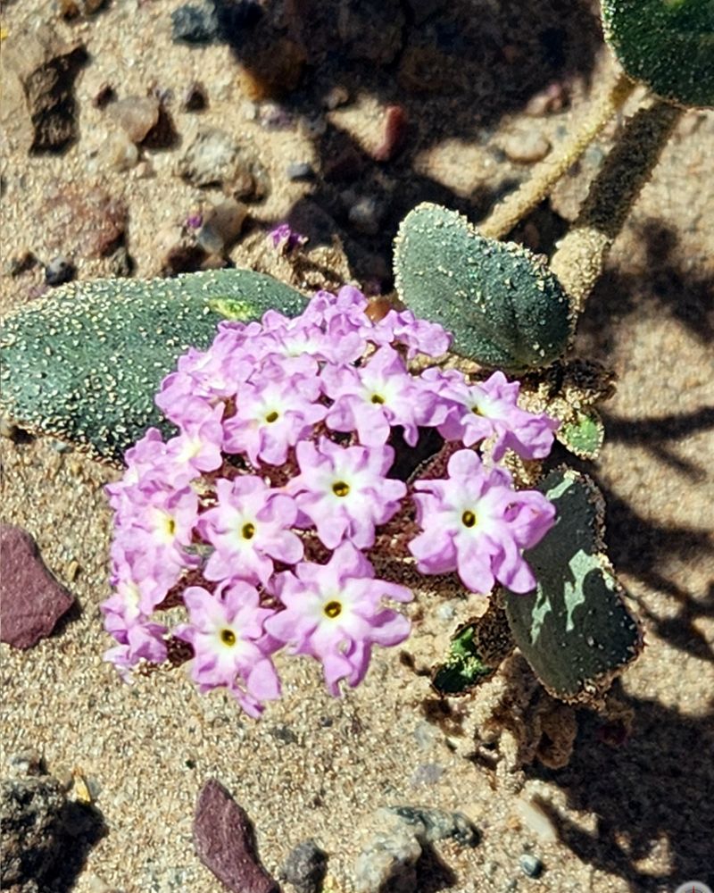 Verbena Keeps Flowering Even In Dry, Lean Conditions