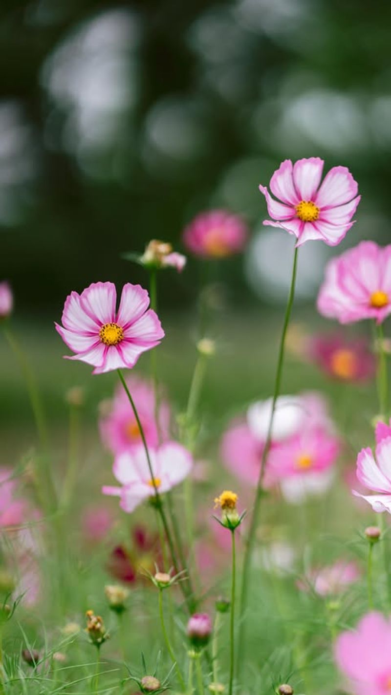Cosmos That Keeps Blooming Light And Airy