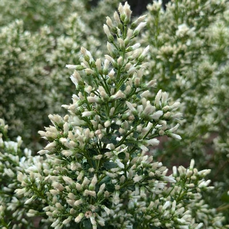 Coyote Brush Thickens With New Seasonal Growth