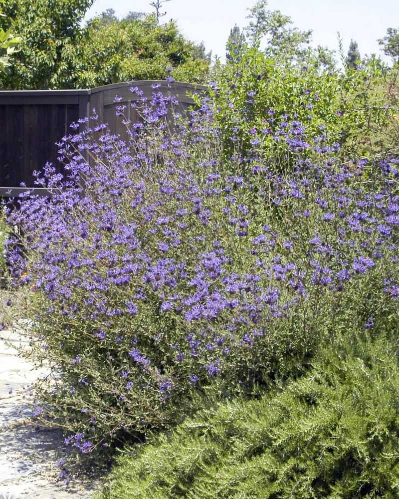 Cleveland Sage Performs Well In Hot Sun