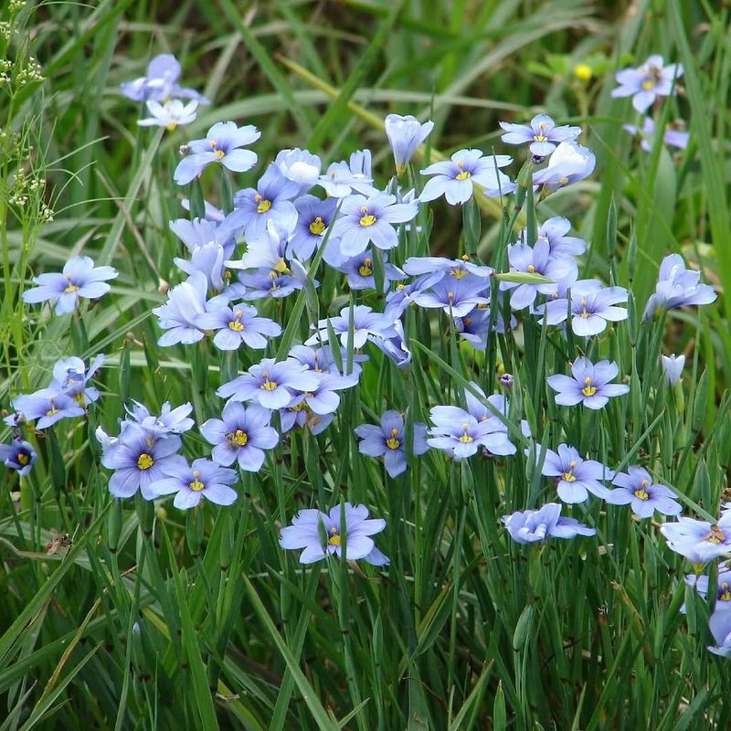 Blue-Eyed Grass And Its Delicate Flowers 