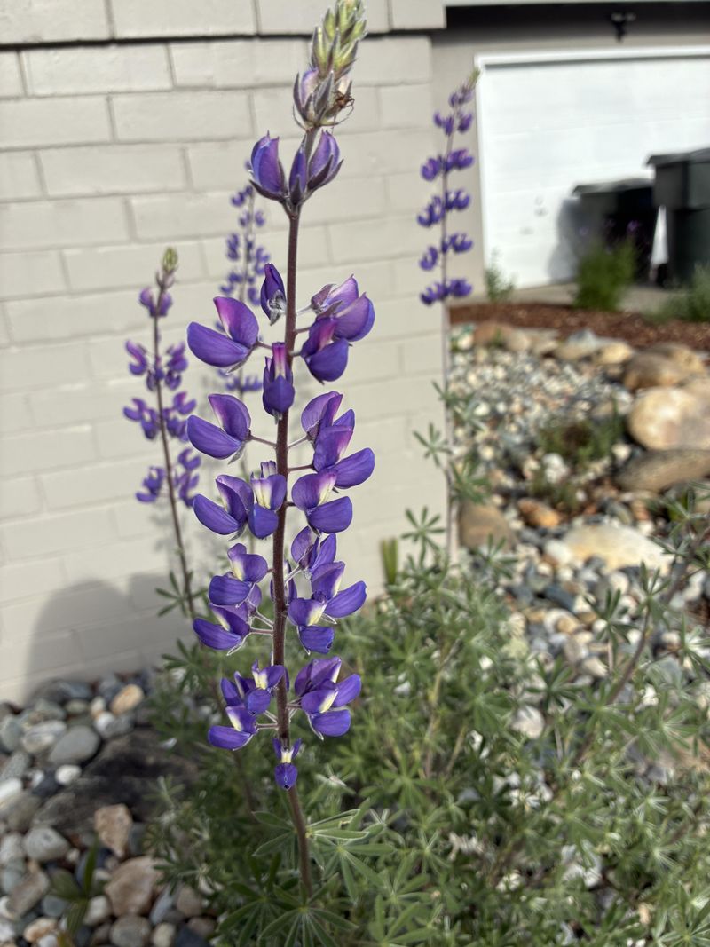 Silver Lupine That Shines In Dry California Soil
