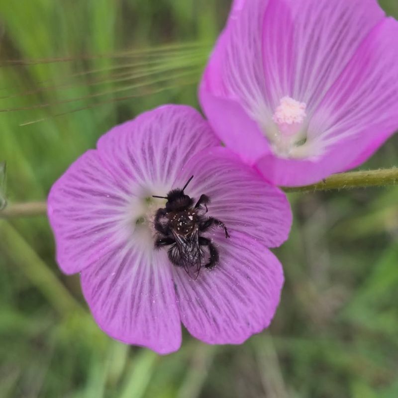 Checkerbloom