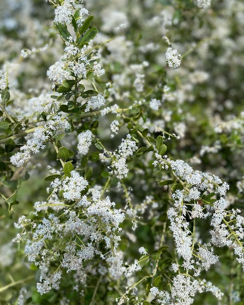 White Coast Ceanothus