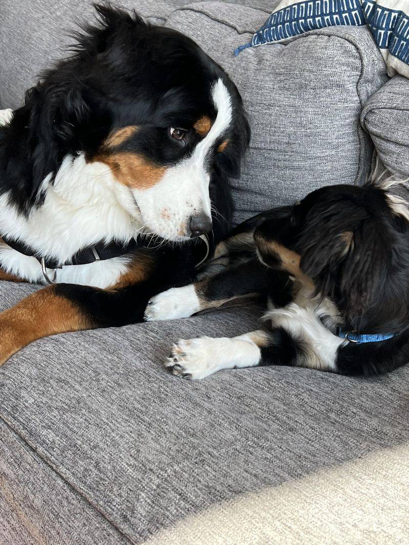 Bring Pets Inside And Keep Watch Outside