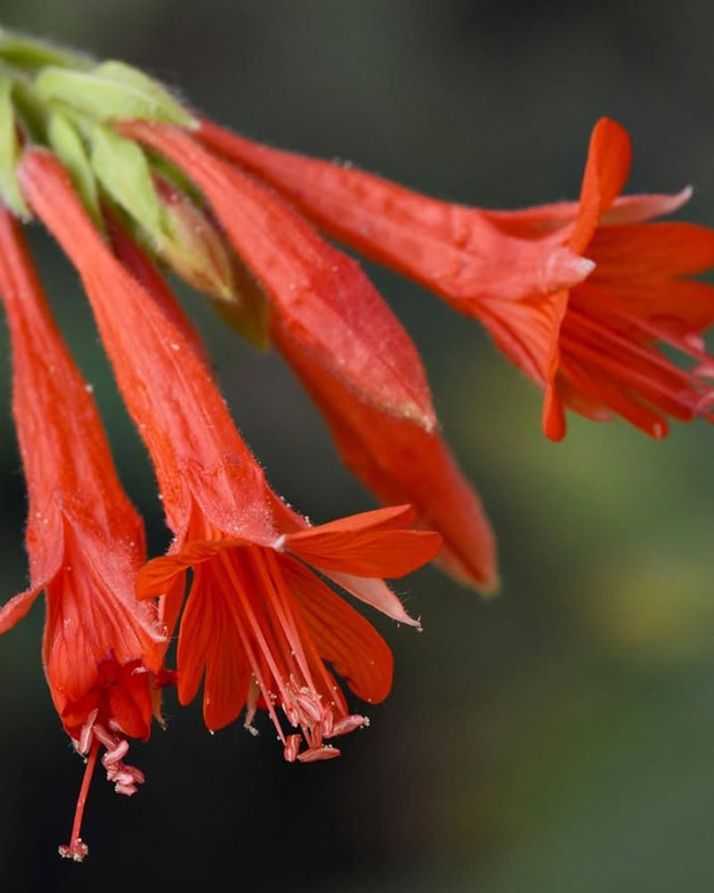 California Fuchsia