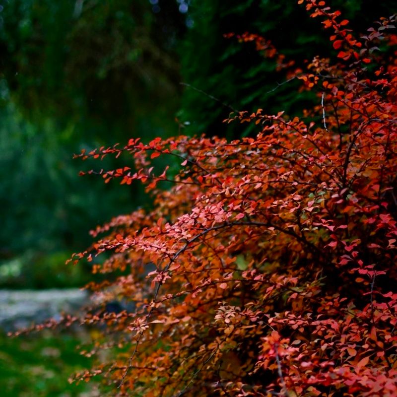 Japanese Barberry (Berberis thunbergii)