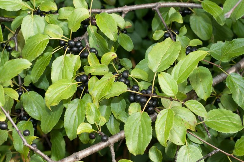 Common Buckthorn (Rhamnus cathartica)