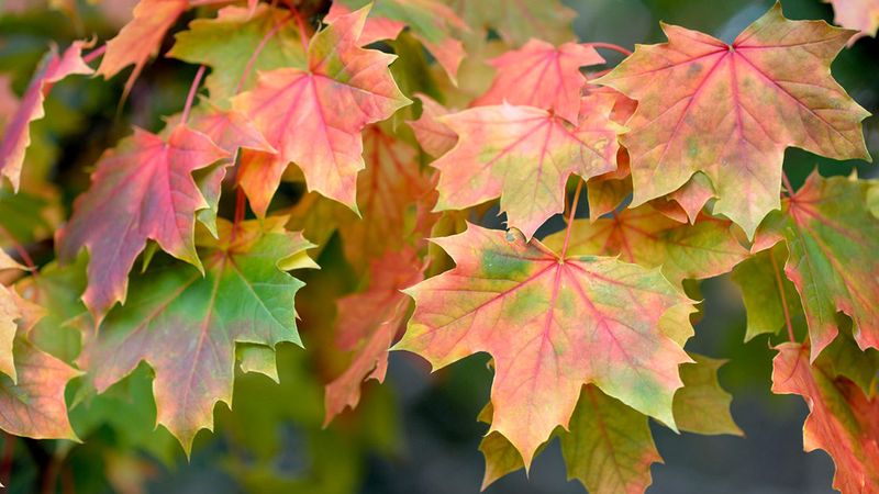 Norway Maple (Acer platanoides)