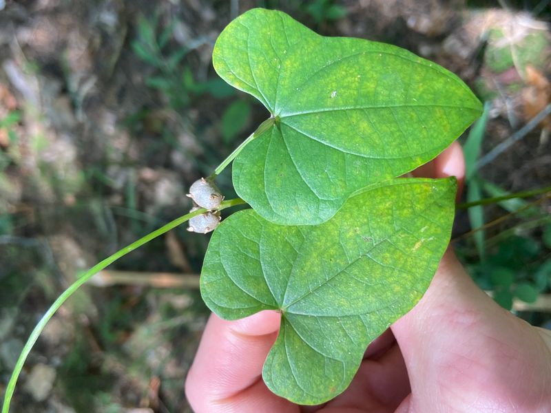 Cinnamon Vine (Dioscorea polystachya)