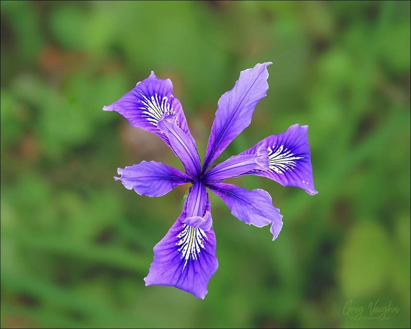 Oregon Iris For Tough Northwest Beauty