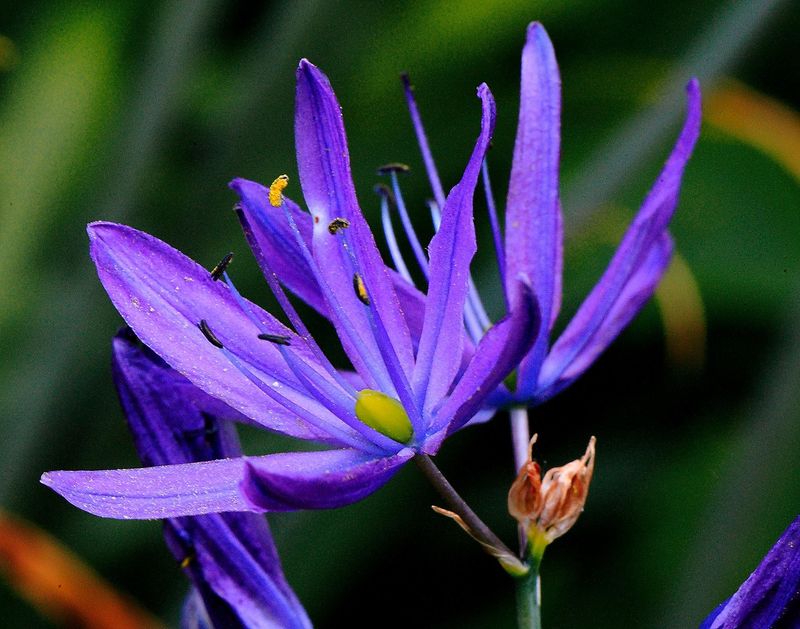 Why Camas Thrives In Oregon's Moist Spring Conditions