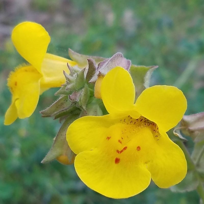 Common Monkeyflower A Magnet For Hummingbirds