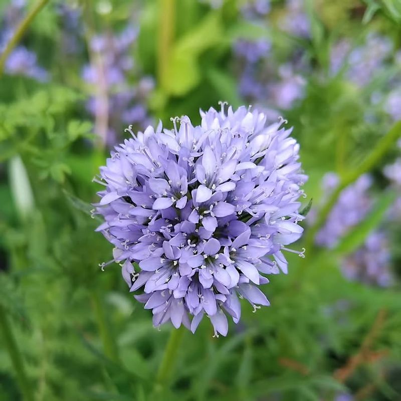 Globe Gilia That Draws In Pollinators Fast