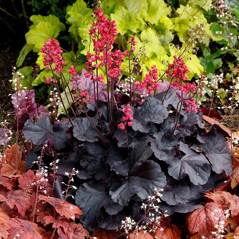 Coral Bells Fill Gaps With Colorful Foliage