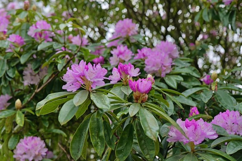 Rhododendron Can Get Leggy Without A Late Spring Trim
