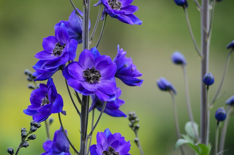 Delphiniums