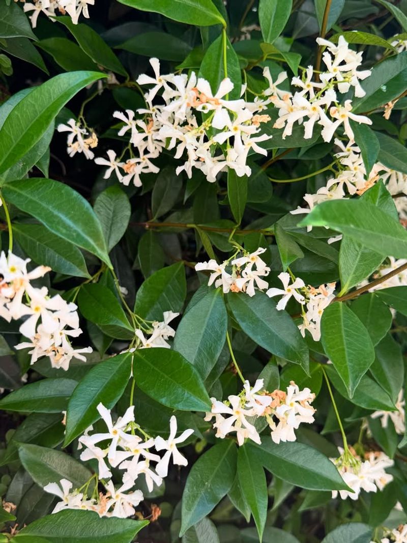Jasmine