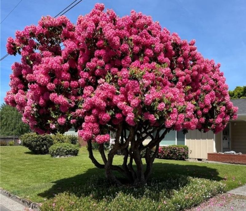 Rhododendrons