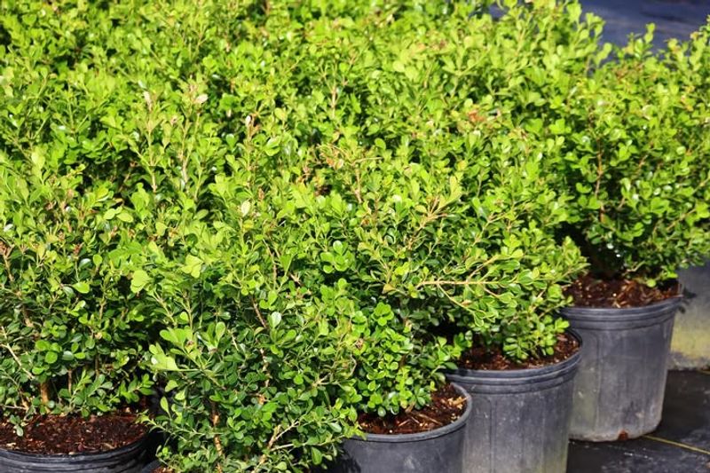 Boxwood Benefits From Feeding As Growth Starts
