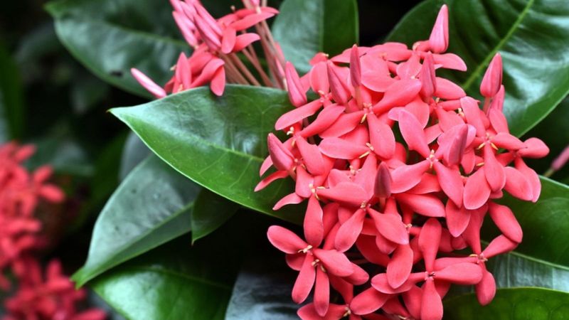 Ixora Gives Up Flowers Fast After An April Shearing