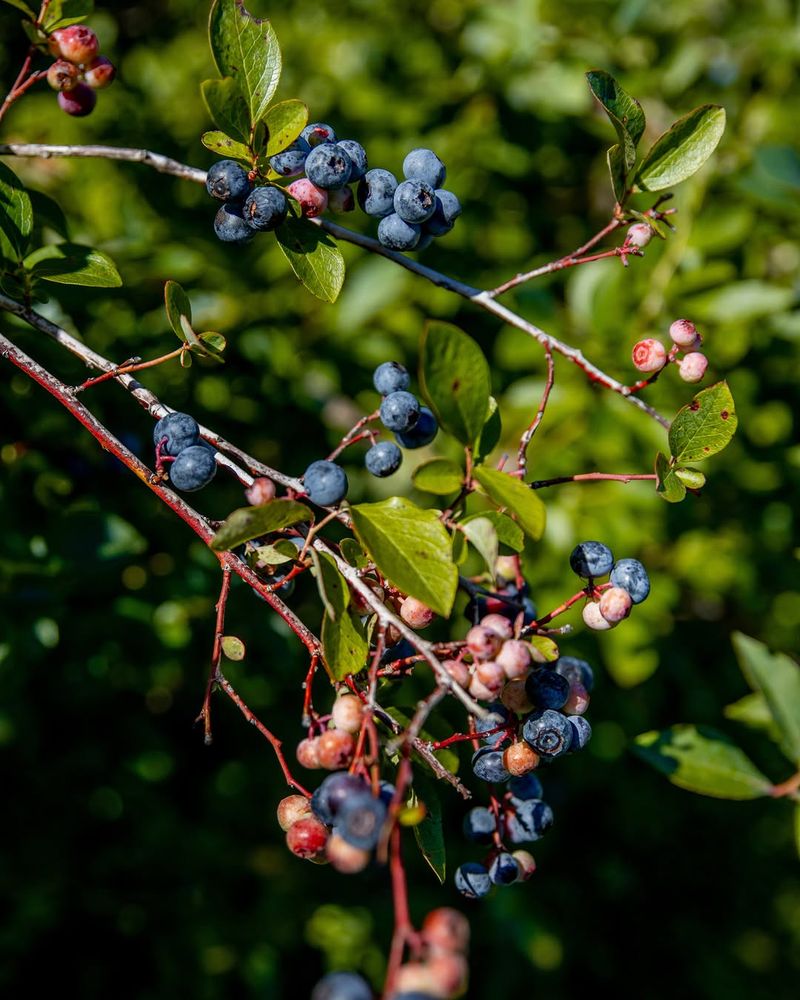 Blueberries Thrive In Slightly Acidic, Organic-Rich Soil