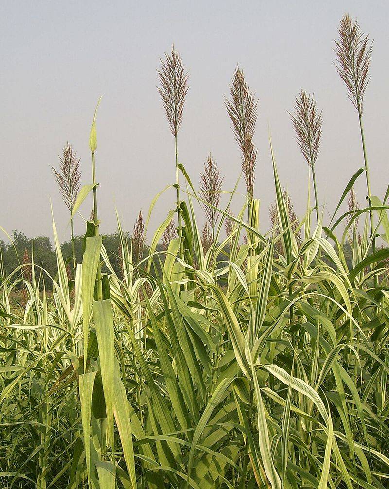 Giant Reed Spreading Along Waterways With Dense Growth