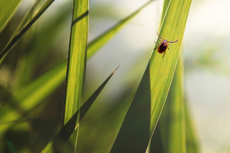 Why Texas Yards Can Be Tick-Friendly