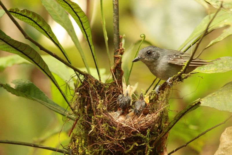 When Bird Nesting Season Typically Occurs In Florida