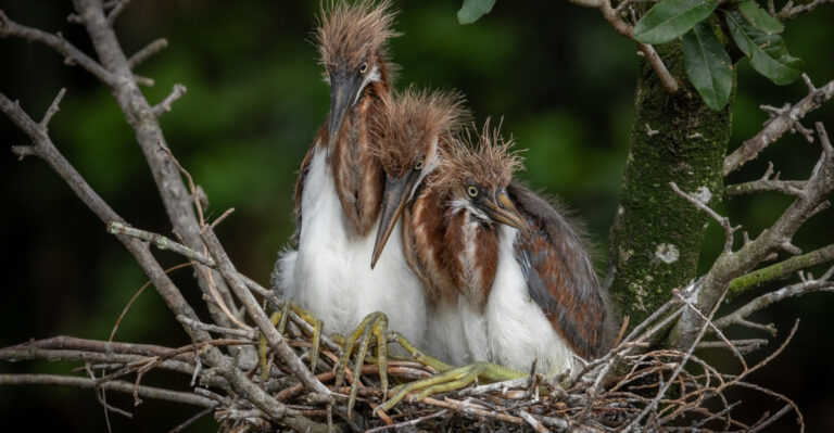 Can You Trim Trees During Nesting Season In Florida?