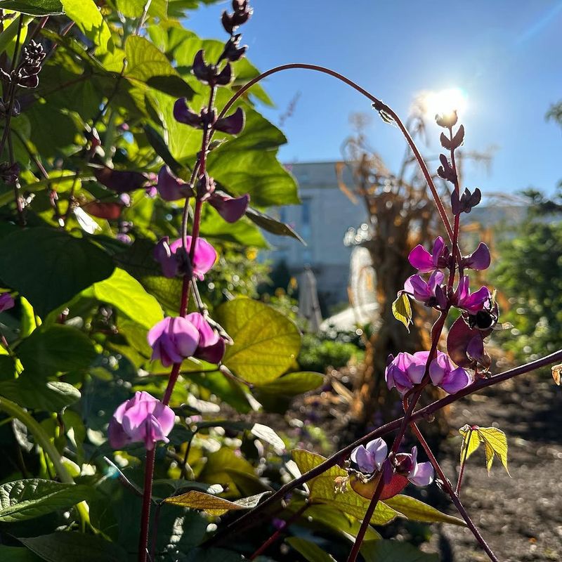 Hyacinth Bean Vine Fast Grower With Strong Summer Performance