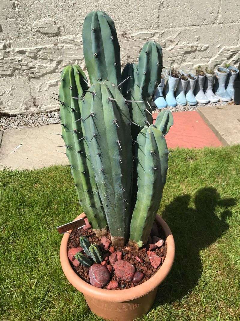 Blue Myrtle Cactus