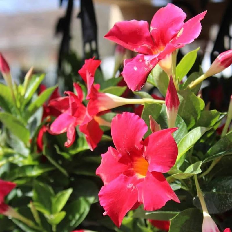 Mandevilla Needs Support And Protection