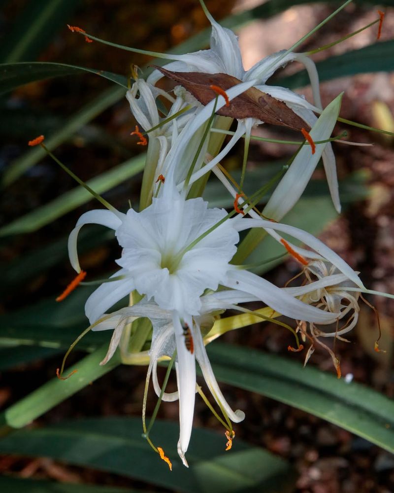Spider Lily Produces Fragrant Blooms And Handles Heat Well